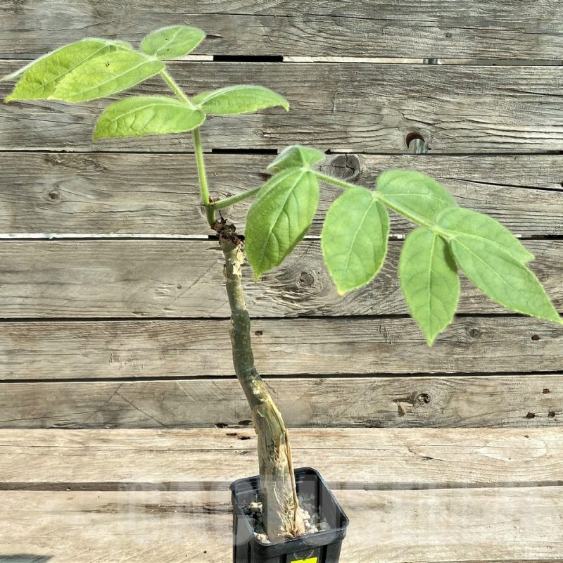 SHPR28950 Cyphostemma sakalava