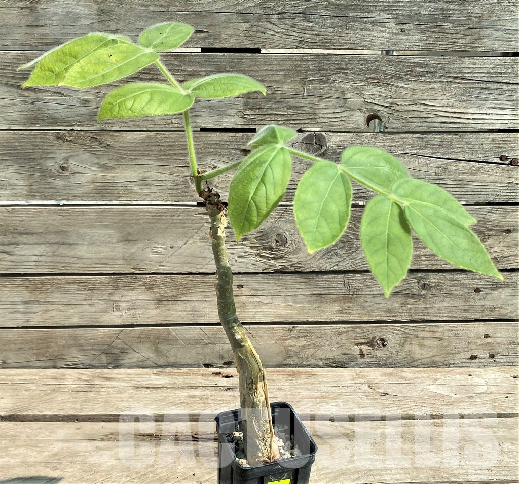 SHPR28950 Cyphostemma sakalava