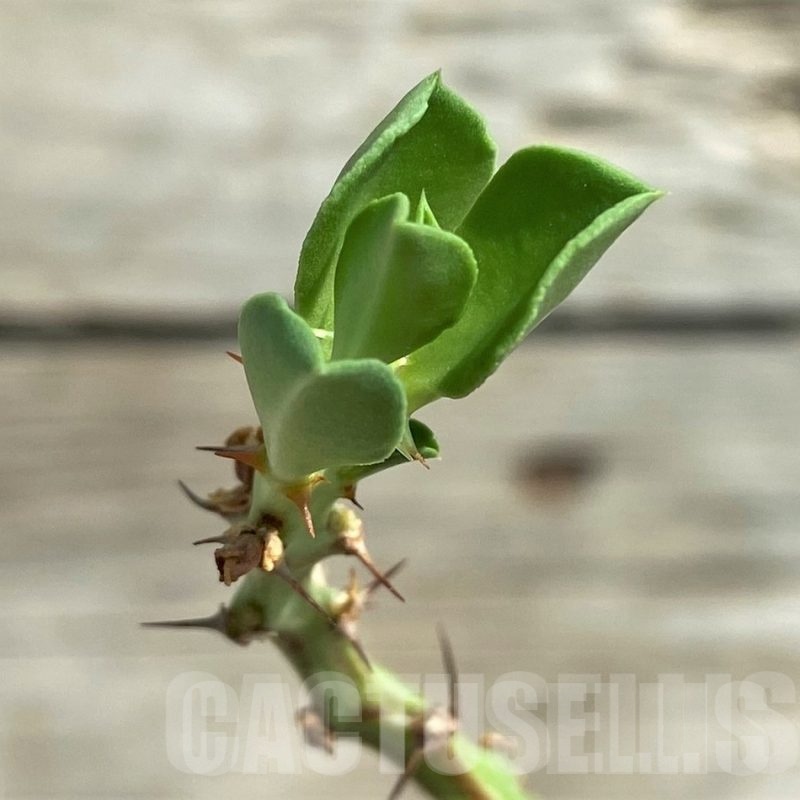 SHPR29744 Euphorbia platyrrhiza