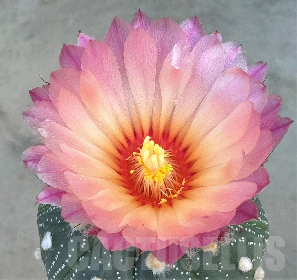 SHPR28074 Astrophytum asterias Pink, grafted