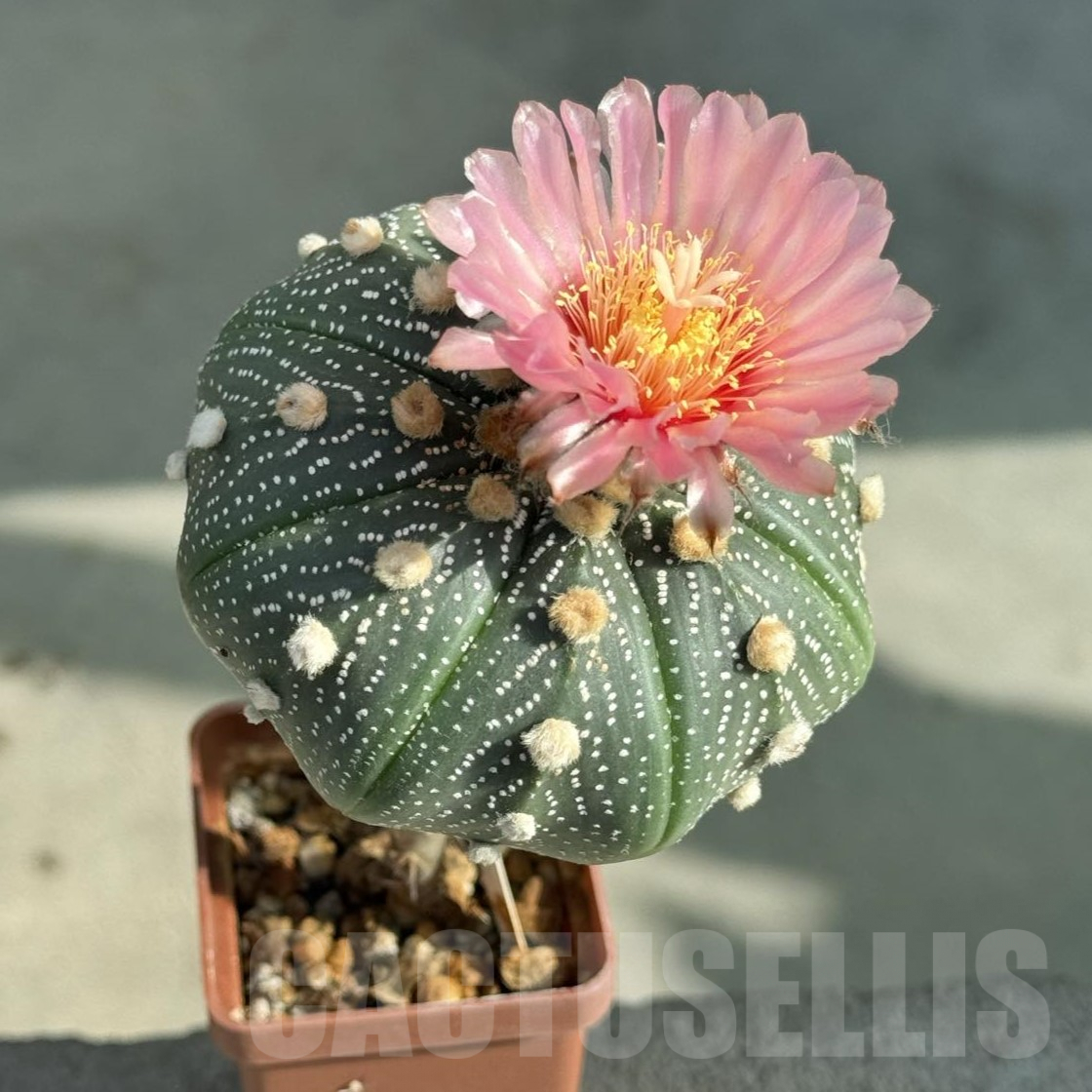 SHPR29654 Astrophytum asterias Pink flowers, grafted - immagine 4