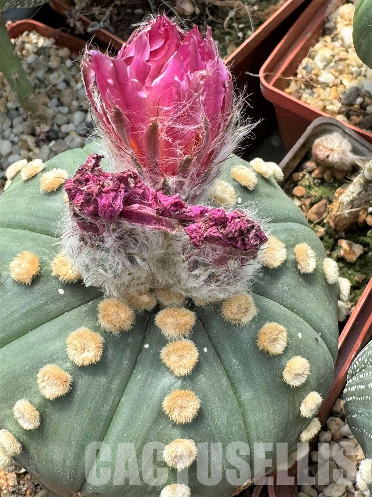 LOT491 20 SEEDS Astrophytum asterias Red flower 2024 - Image 2