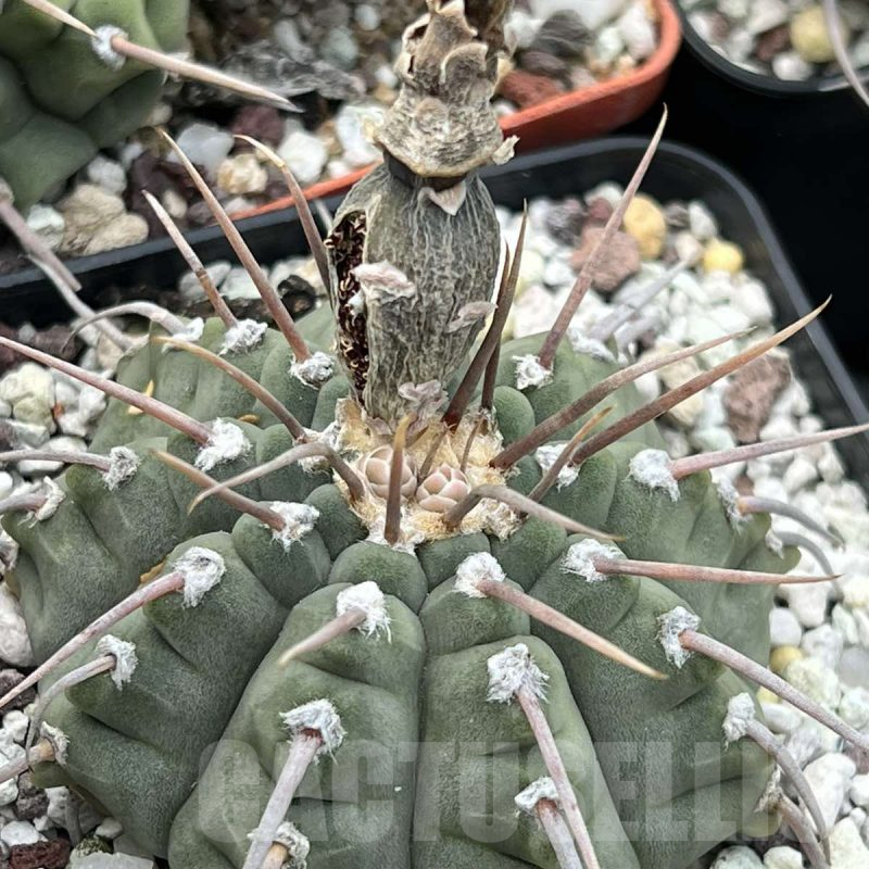 LOT194 20 SEEDS Gymnocalycium vatteri single spine 2024