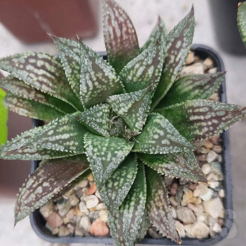 VVG28671 Haworthia 'Black Major' x 'Yulia' F2