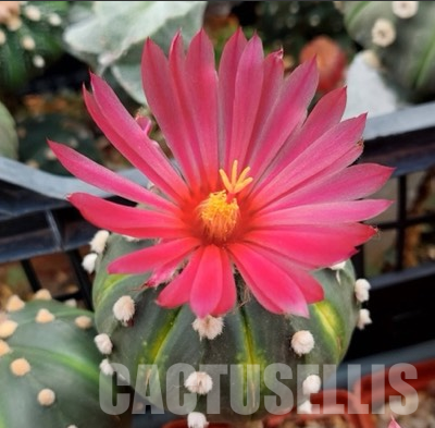 LOT157 50 SEEDS Astrophytum asterias pink/red flower 2024