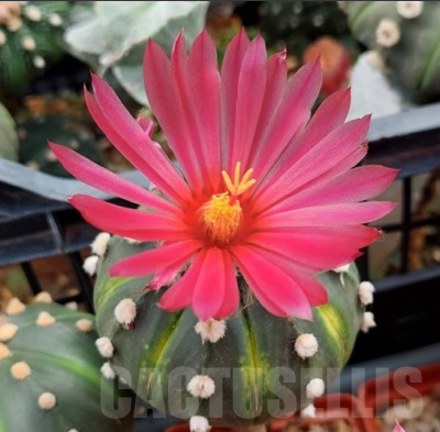 LOT157 50 SEEDS Astrophytum asterias pink/red flower 2024