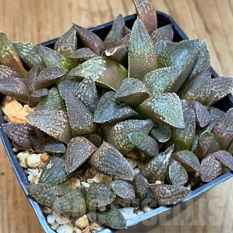 SH11983 Haworthia 'Kuroshima Dekenahii' HPX-6, 10 plants
