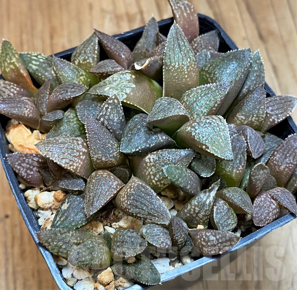 SH11983 Haworthia 'Kuroshima Dekenahii' HPX-6, 10 plants