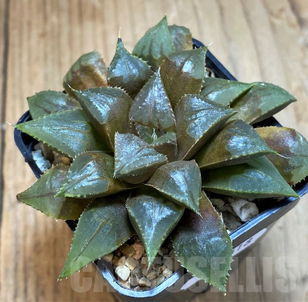 SH11018 Haworthia mirabilis 'Mundula' - Image 2