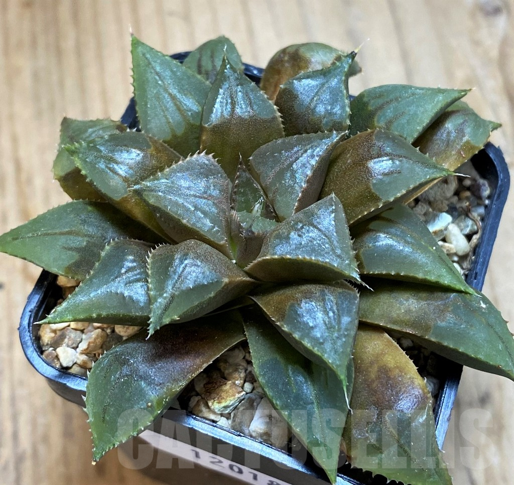 SH11018 Haworthia mirabilis 'Mundula'