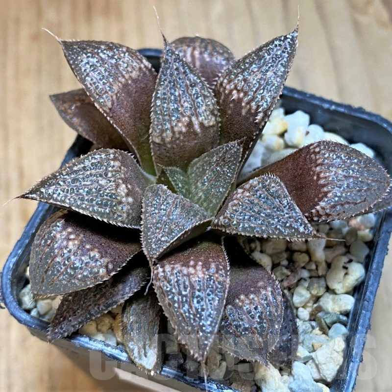 SH12044 Haworthia 'Yumedono' x splendens