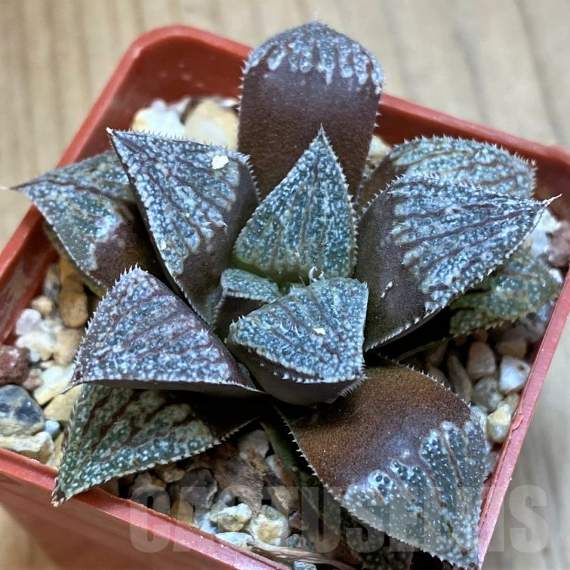 SH12045 Haworthia picta x splendens