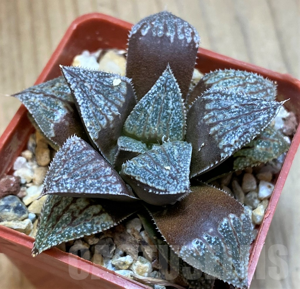 SH12045 Haworthia picta x splendens