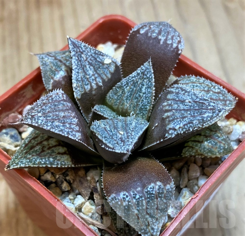 SH12045 Haworthia picta x splendens - immagine 2
