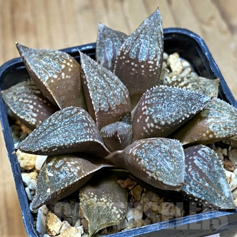 SH12051 Haworthia 'Kuroshima Dekenahii' x picta
