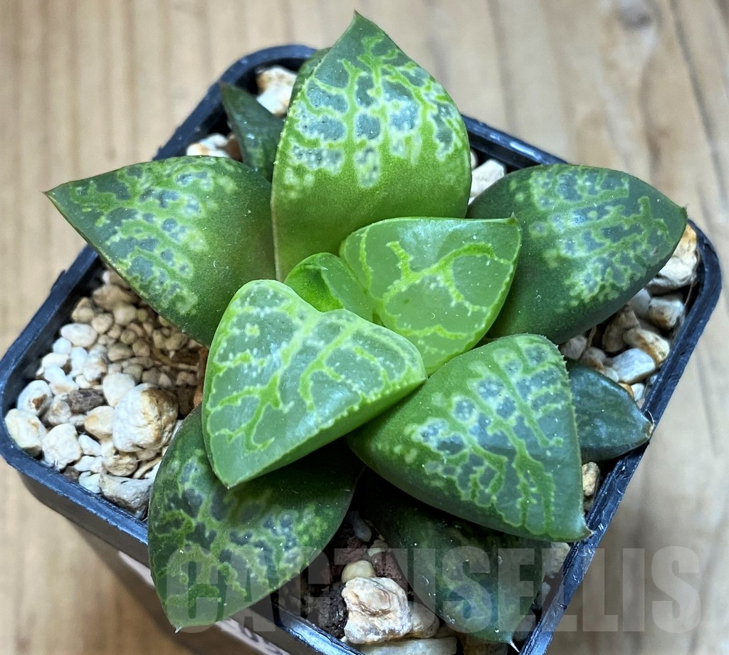 SH12052 Haworthia ‘Kamen Butokai’