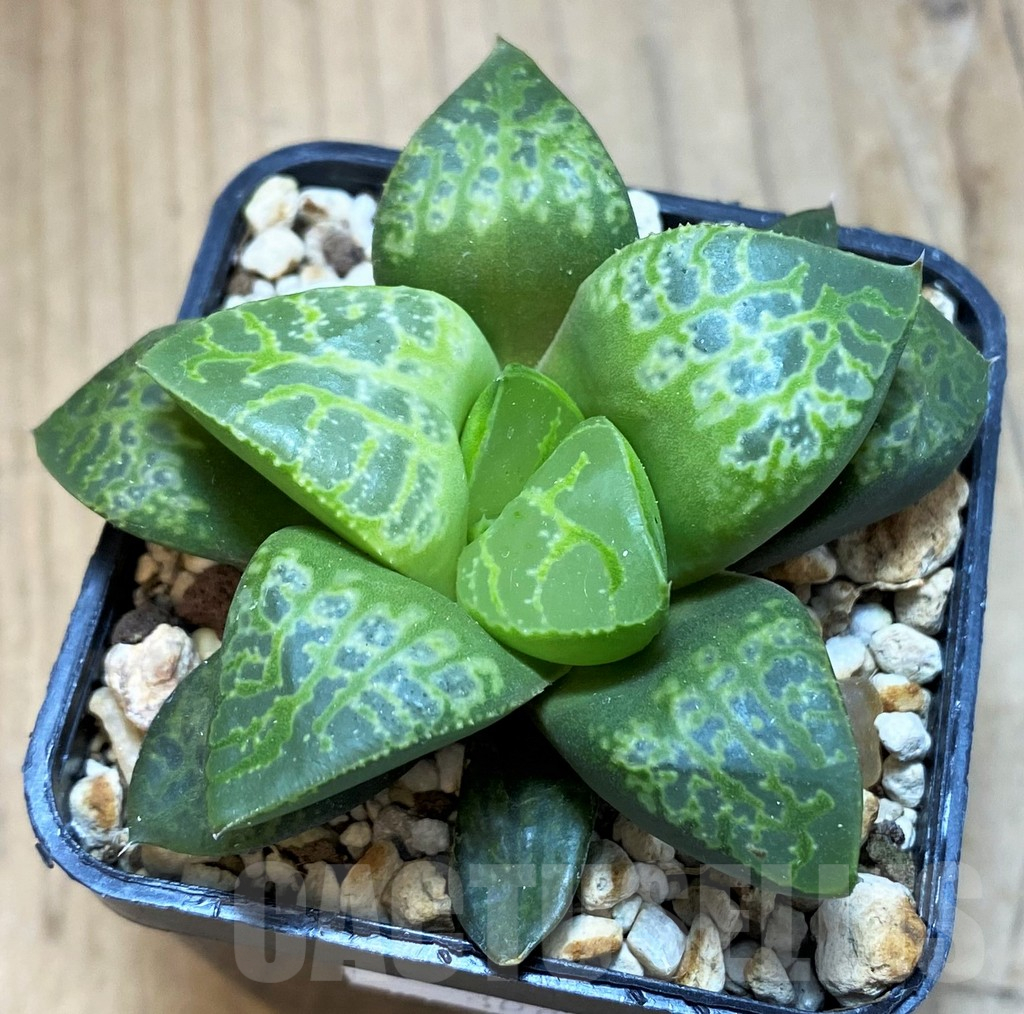 SH12052 Haworthia ‘Kamen Butokai’ - Image 2