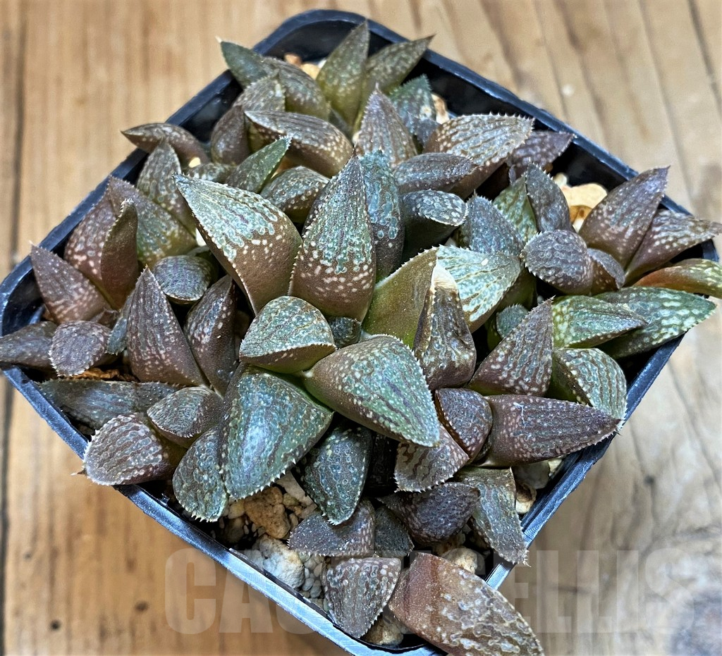 SH11983 Haworthia 'Kuroshima Dekenahii' HPX-6, 10 plants - Image 2