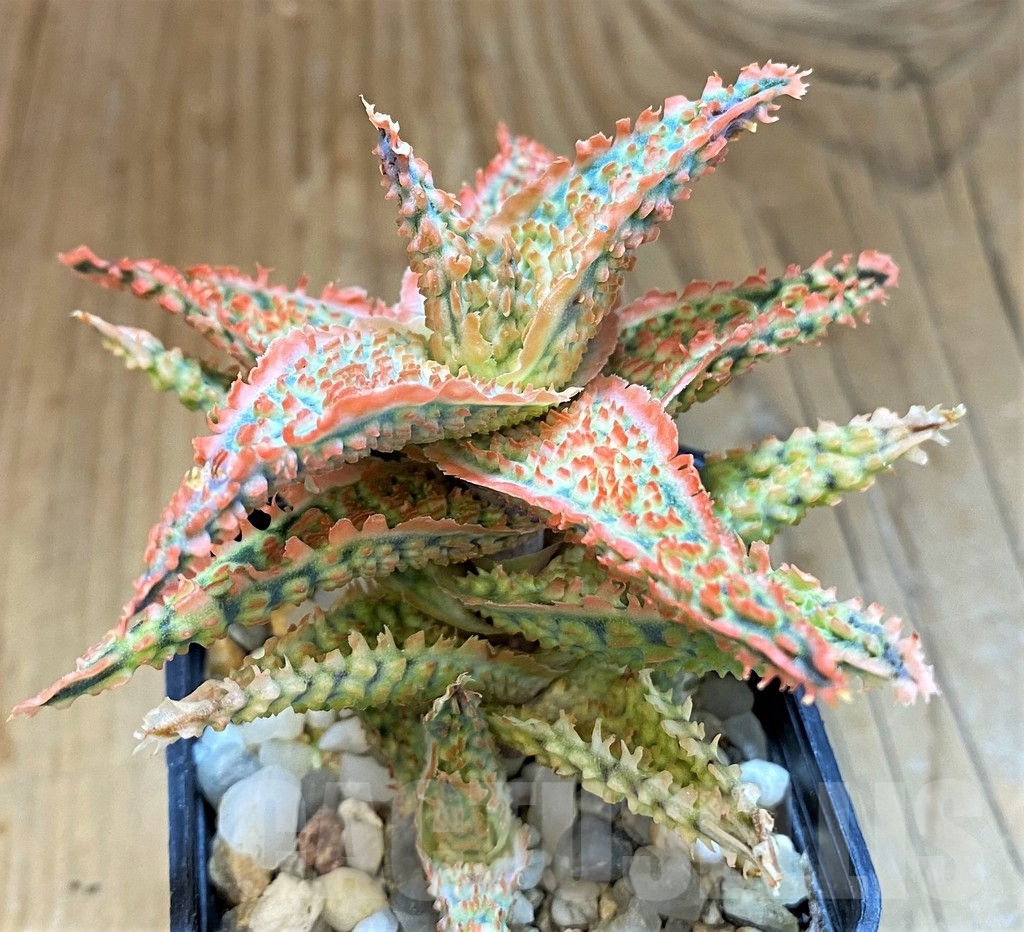 SH14223 Aloe hybrid - Image 3