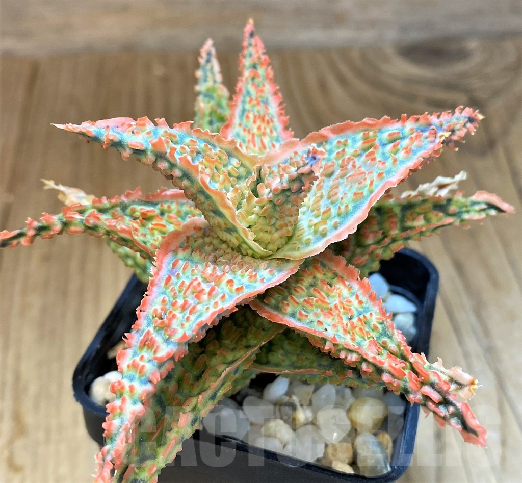 SH14223 Aloe hybrid