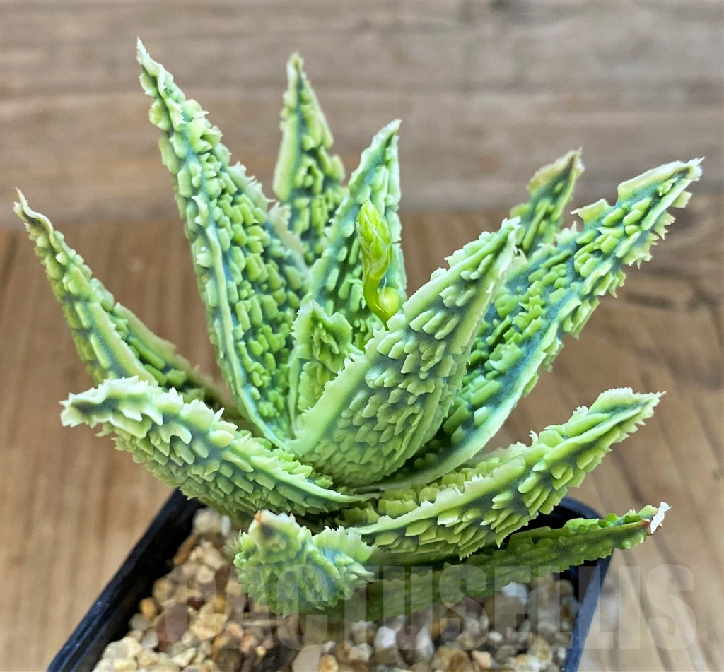 SH14248 Aloe TCT hybrid - immagine 2