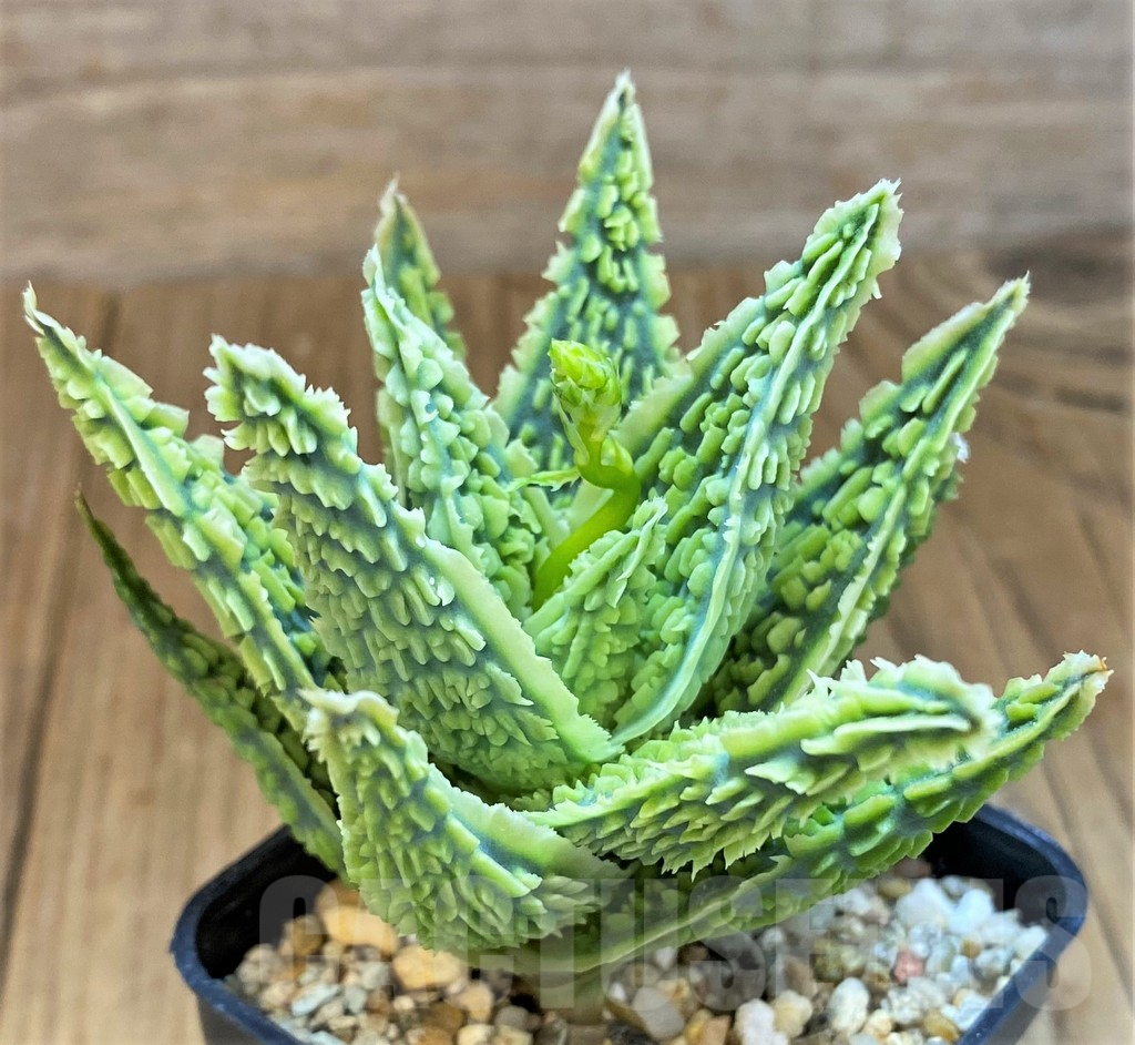 SH14248 Aloe TCT hybrid