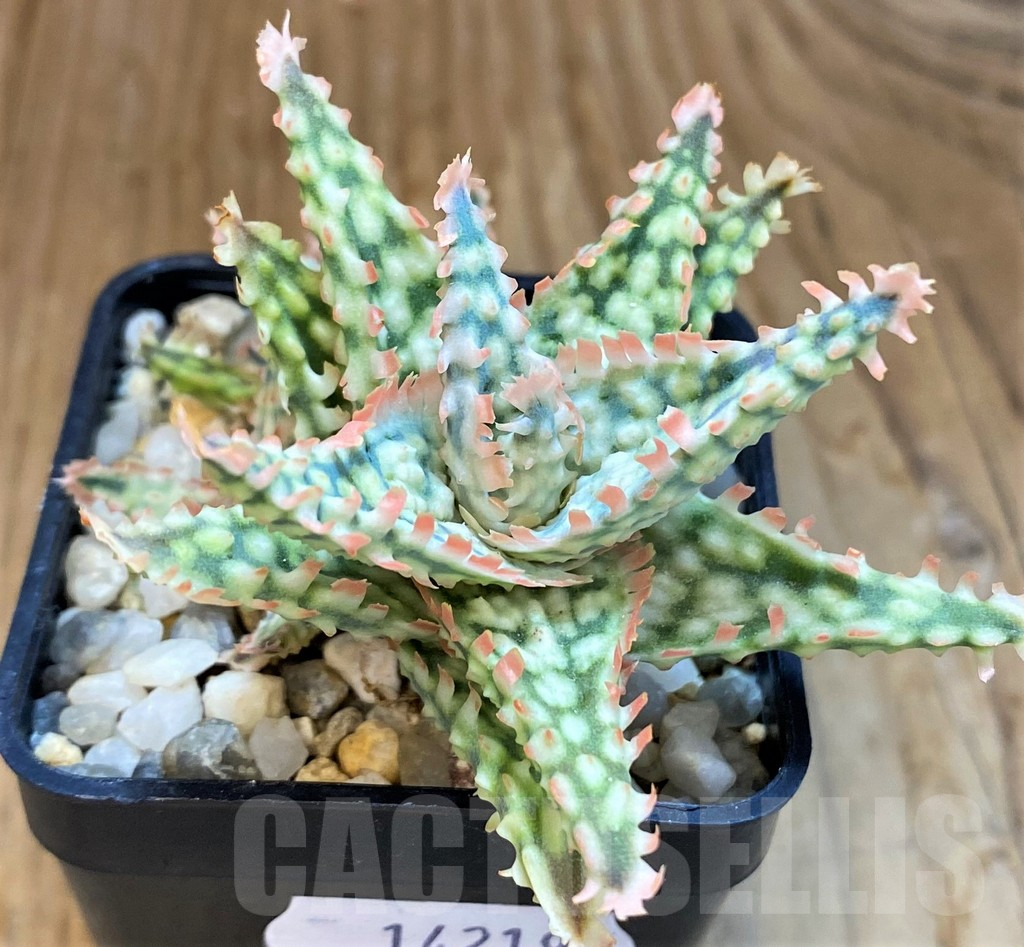 SH14219 Aloe hybrid TCT