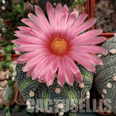 LOT157 50 SEEDS Astrophytum asterias pink/red flower 2024 - Imagen 2