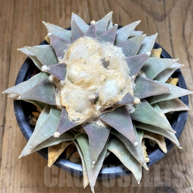 SH17368 Ariocarpus retusus old 20 years