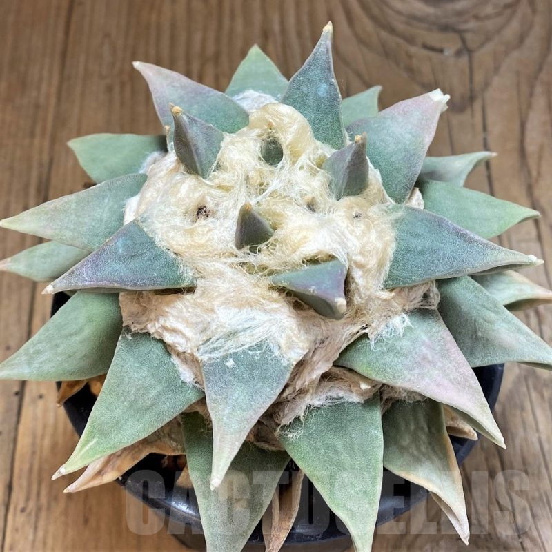 SH17369 Ariocarpus retusus old 20 years