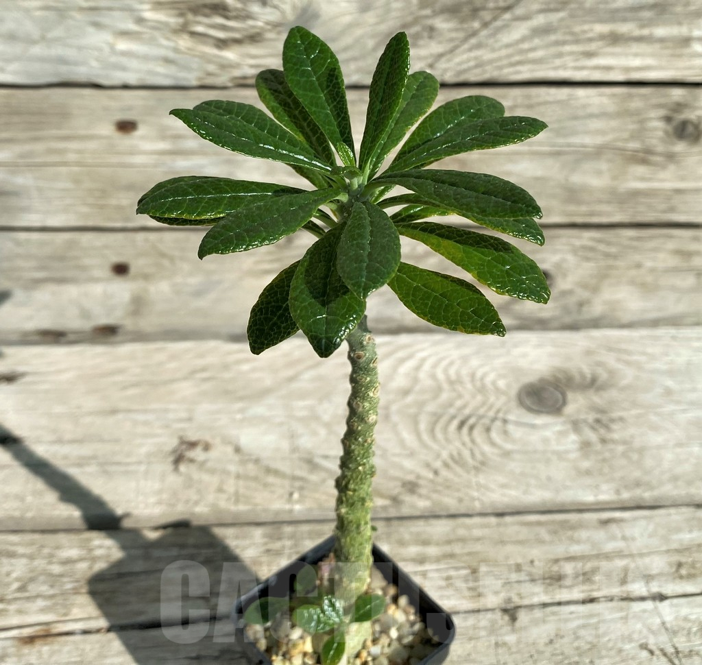 SH17380 Dorstenia gigas