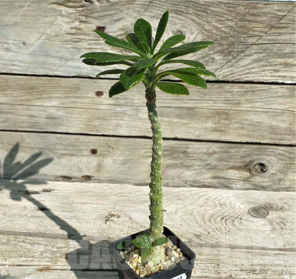 SH17380 Dorstenia gigas - Image 2