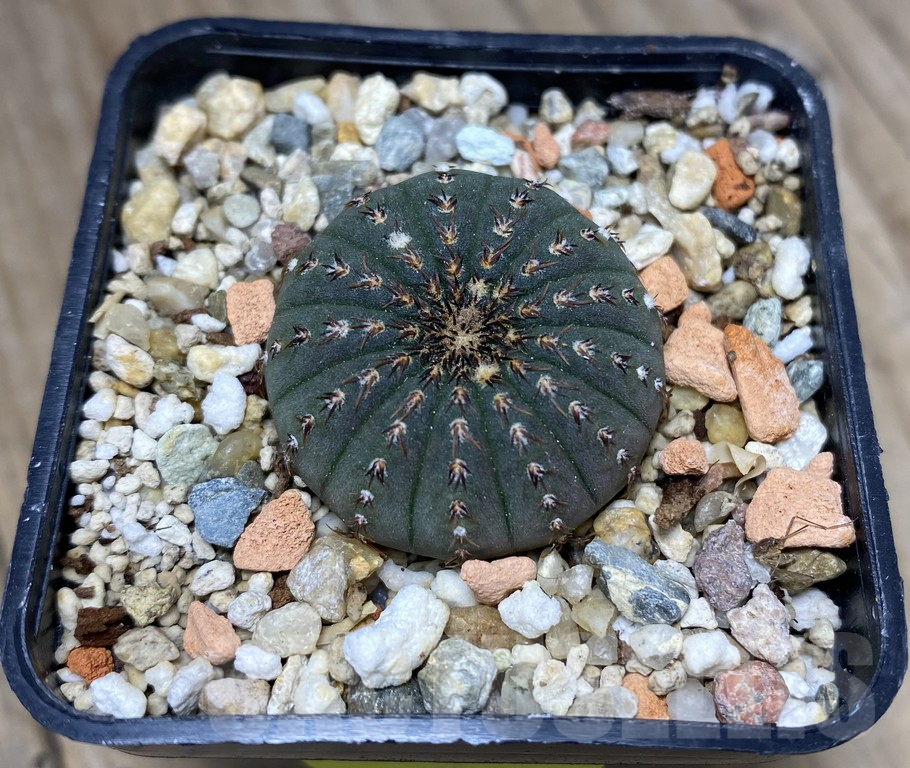 VVG29909 Frailea asterioides GF465