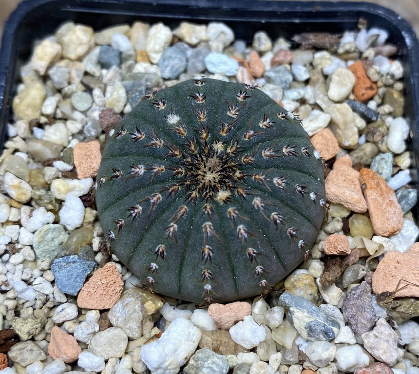 VVG29909 Frailea asterioides GF465 - Image 2