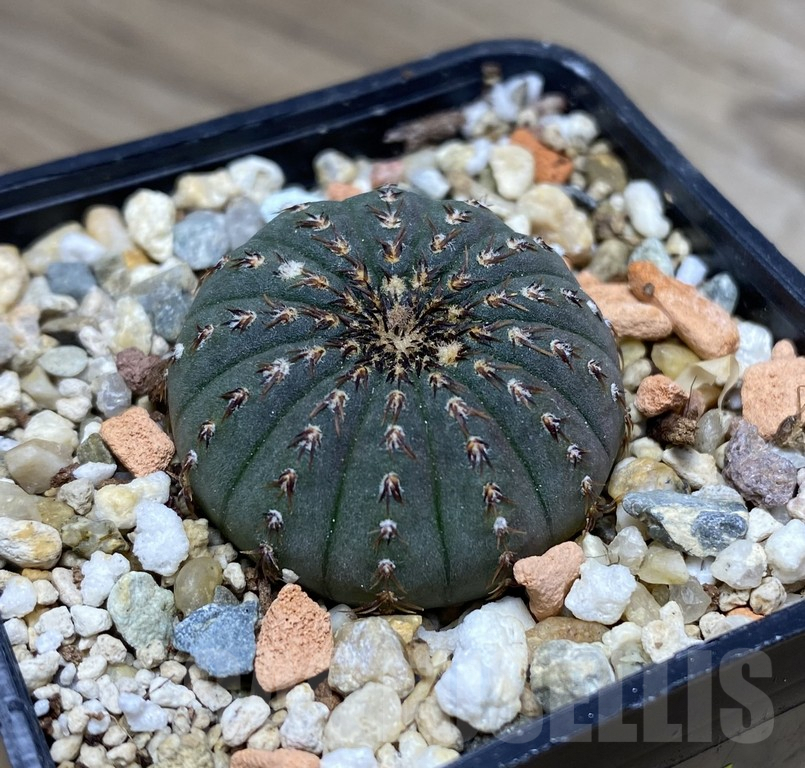 VVG29909 Frailea asterioides GF465 - Image 3