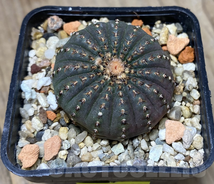 VVG29910 Frailea asterioides FR1268