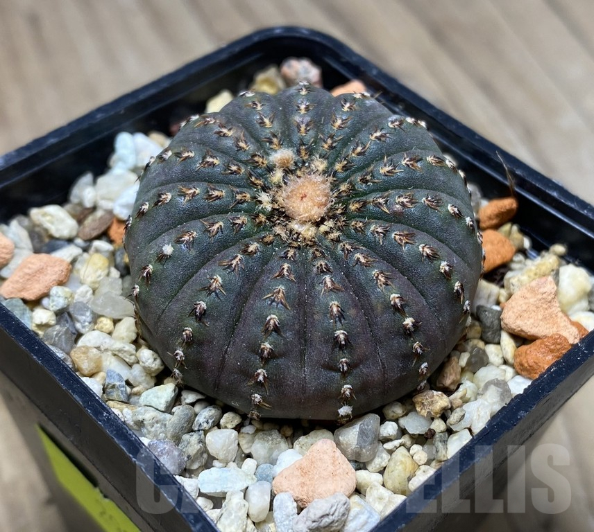 VVG29910 Frailea asterioides FR1268 - immagine 2