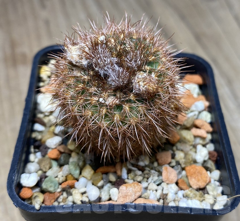 VVG29911 Frailea spec VOS279