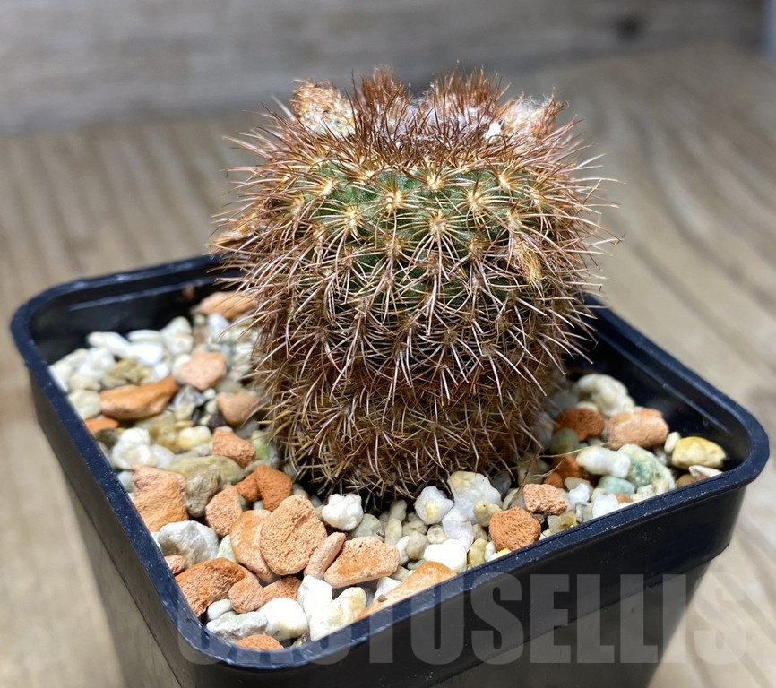 VVG29911 Frailea spec VOS279 - Imagen 2