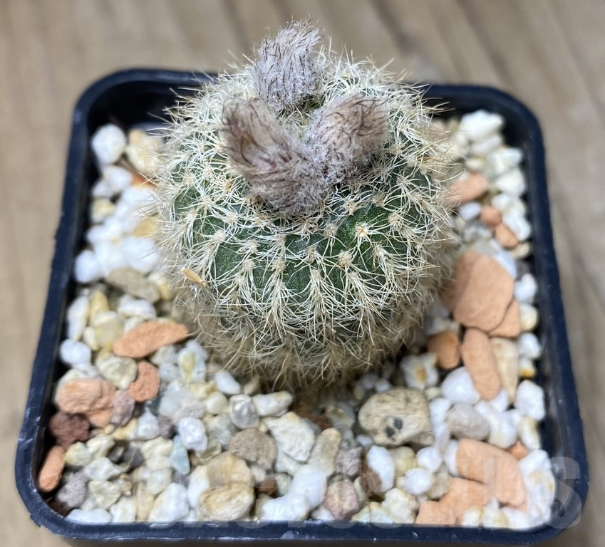 VVG29913 Frailea pygmaea v.curvispina PR183