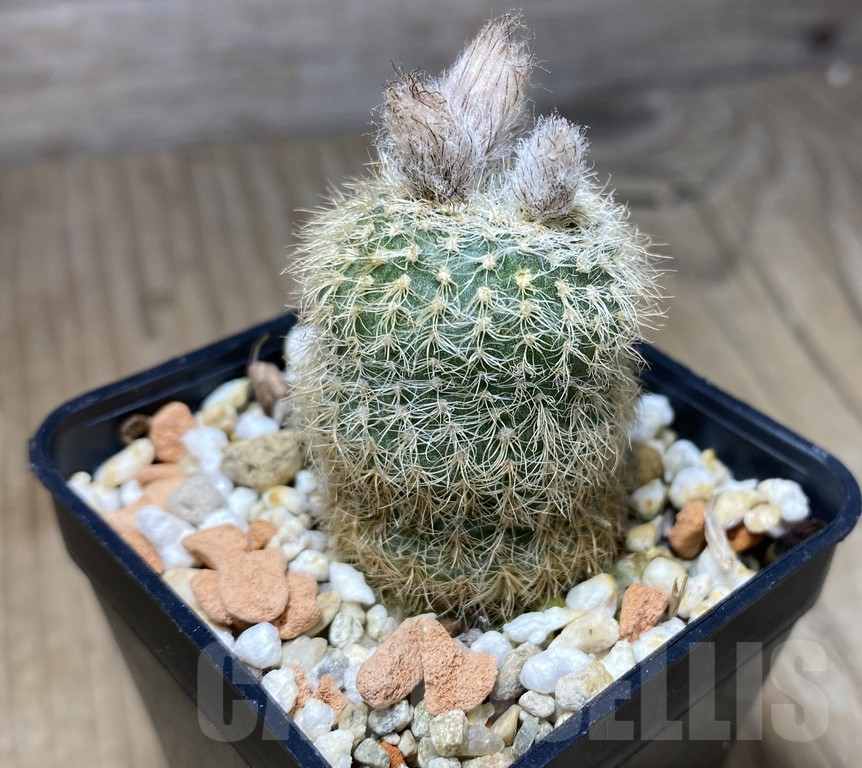 VVG29913 Frailea pygmaea v.curvispina PR183 - immagine 2