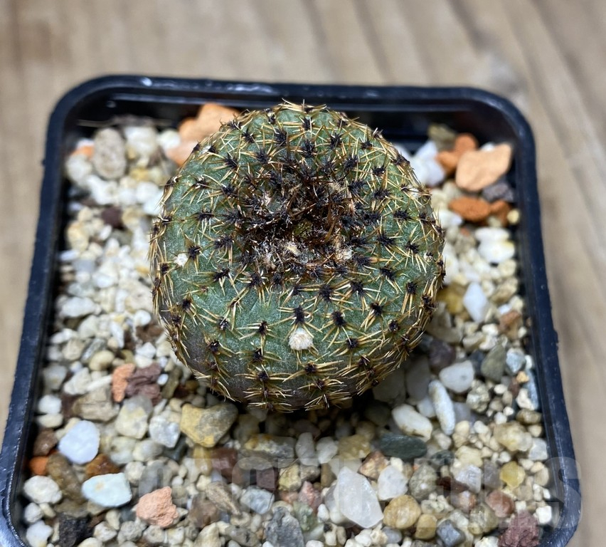 VVG29914 Frailea phaeodisca v.cupularia PR30