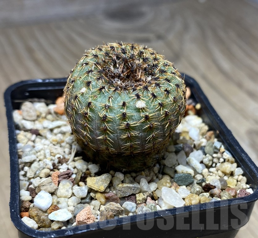 VVG29914 Frailea phaeodisca v.cupularia PR30 - Image 2