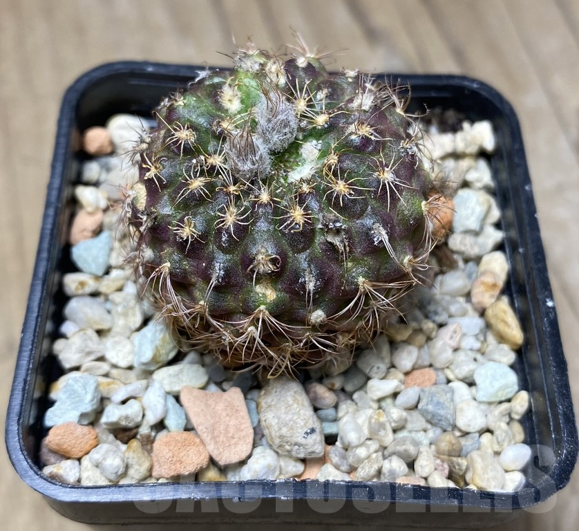 VVG29915 Frailea pseudagrahliana LB250