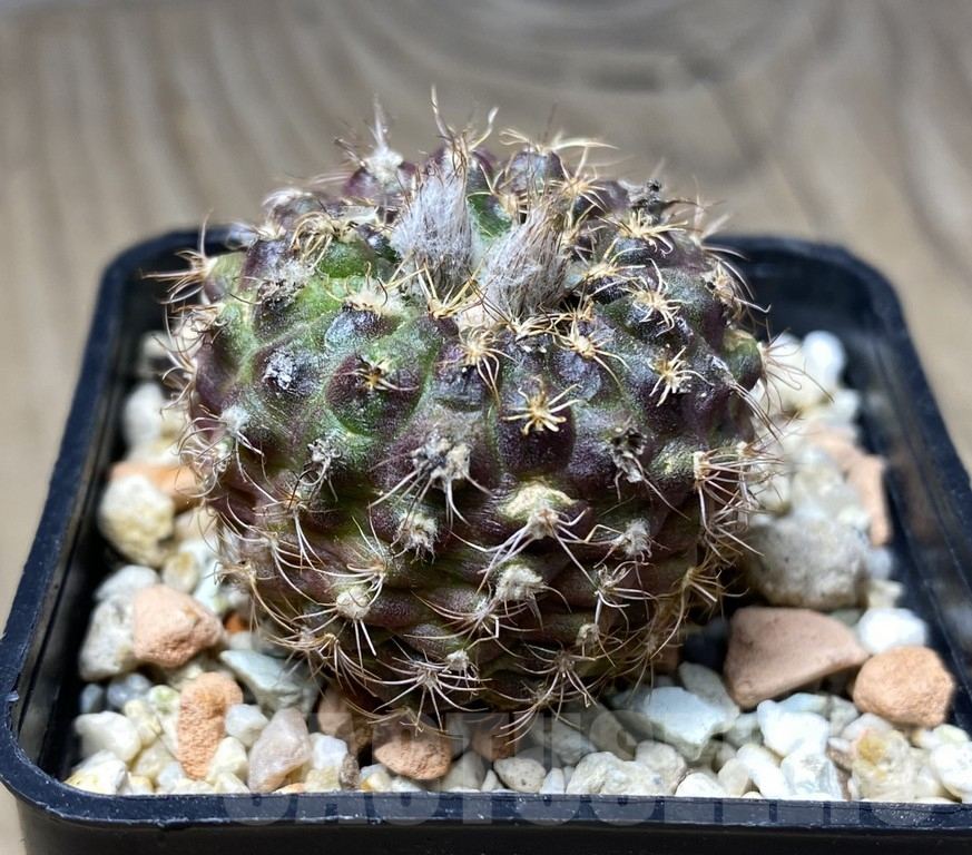 VVG29915 Frailea pseudagrahliana LB250 - Зображення 2