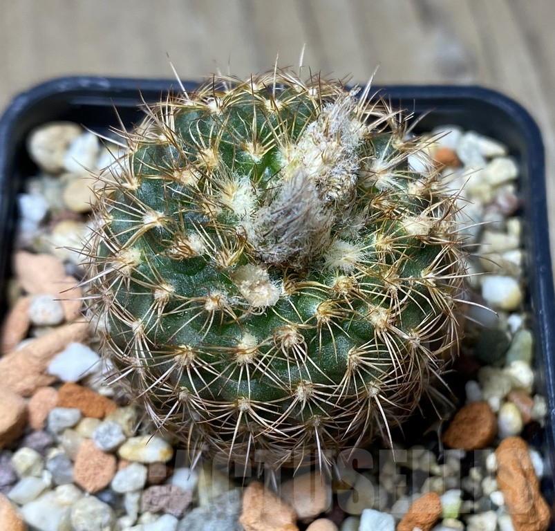 VVG29918 Frailea itangori