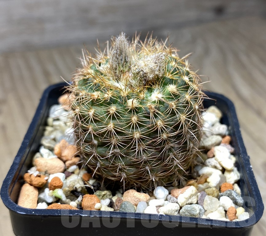 VVG29918 Frailea itangori - Imagen 2