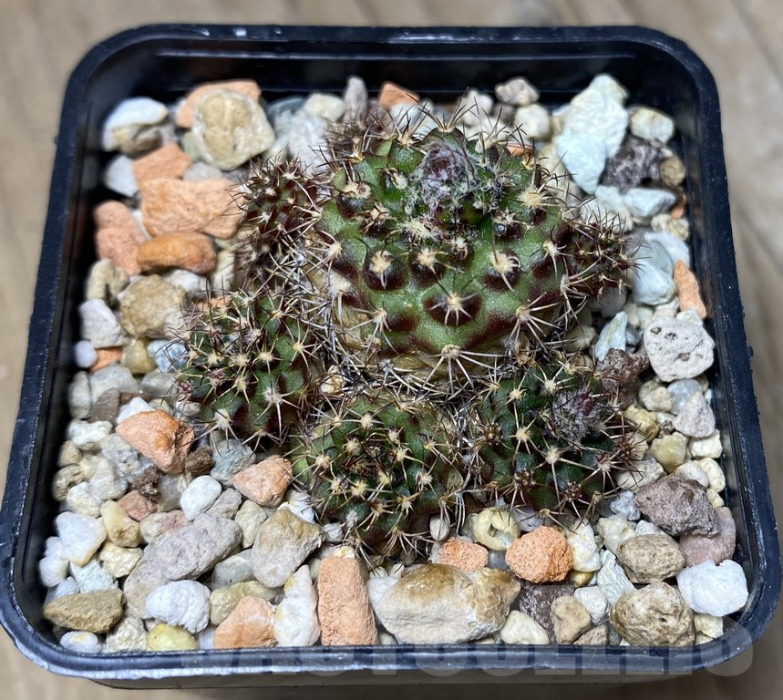 VVG29919 Frailea zapicanensis v.rubrispina PR0849