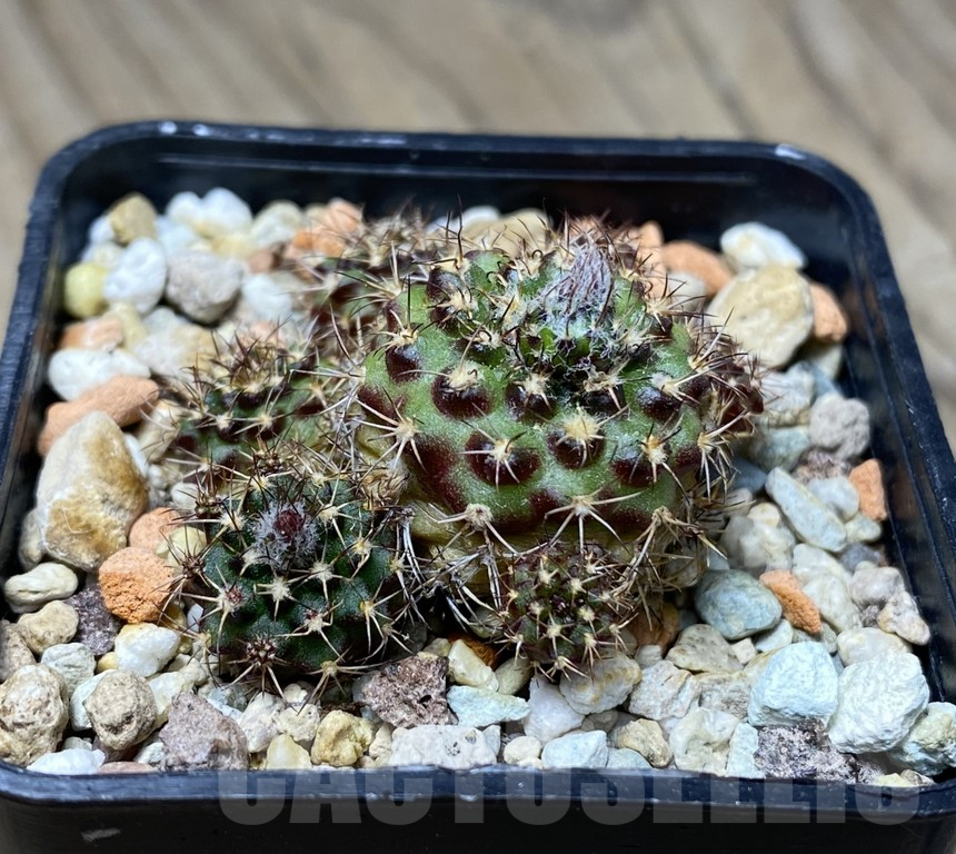 VVG29919 Frailea zapicanensis v.rubrispina PR0849 - 画像 (2)