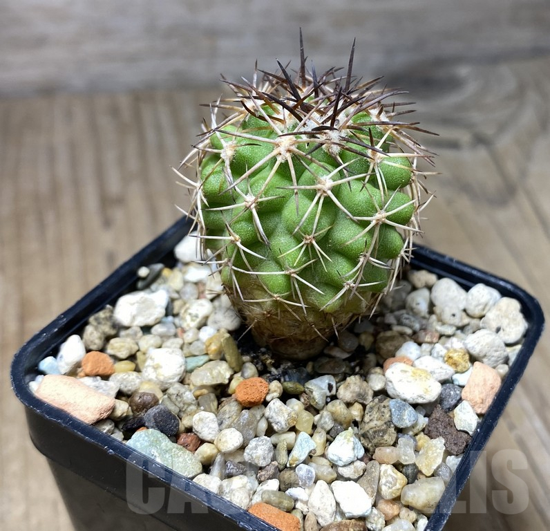 VVG29921 Copiapoa cinerescens -Barquito- - Image 2